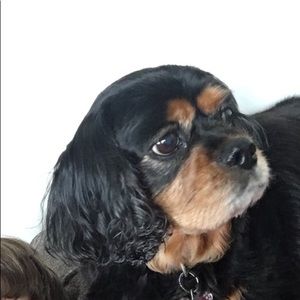 Meet your Posher, Mason